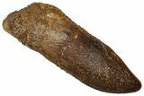 Fossil Sauropod Dinosaur (Titanosaur) Tooth - Morocco #332490-1